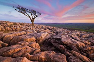 L Imestone Prints: Twisted tree, Twistleton Scar End, Ingleton, Yorkshire Dales National Park