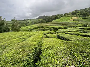 Farms Prints: Twisting tea bush lines in the tea plantation of Cha Gorreana