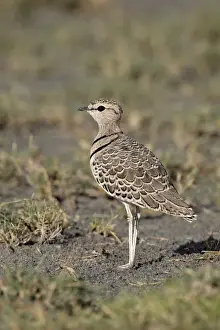 Two-banded courser (double-banded courser) (Rhinoptilus africanus), Serengeti National Park