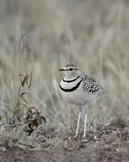 Two-Banded Courser (Double-Banded Courser) (Rhinoptilus africanus), Serengeti National Park