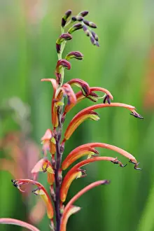 Two-colour Cobra Lily (Bicolour Cobra Lily) (Chasmanthe bicolor), Cape Town, Western Cape