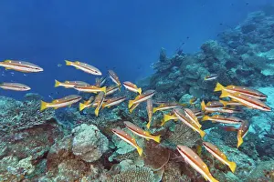Inhabitants Prints: Two-Spot Banded Snappers (Lutjanus biguttatus) on a coral reef in Gaafu Dhaalu atoll