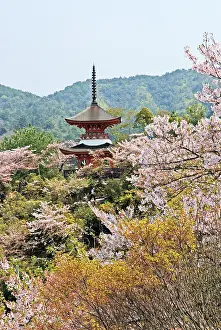 Blossom Prints: Two-storied Tahoto Pagoda surrounded by cherry blossoms