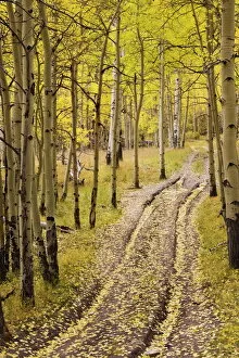 Autumnal Leaves Collection: Two-track lane through fall aspens
