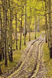 Images Dated 28th February 2008: Two-track lane through fall aspens