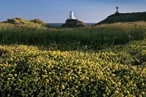 Direction Gallery: Twr Mawr lighthouse and wildflowers on Llanddwyn Island in summer, near Newborough, Anglesey