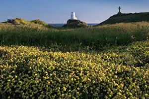Anglesey Prints: Twr Mawr lighthouse and wildflowers on Llanddwyn Island in summer