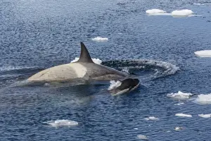 Marine Mammal Prints: Type B killer whales (Orcinus orca) travelling and socializing in Lemaire Channel near the Antarctic Peninsula