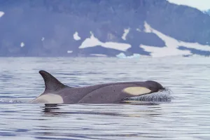 Mammals Prints: Type B killer whales swim near the Antarctic Peninsula with icebergs in background