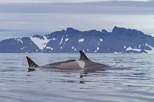 Swimming Prints: Type B killer whales swim in water near Antarctica