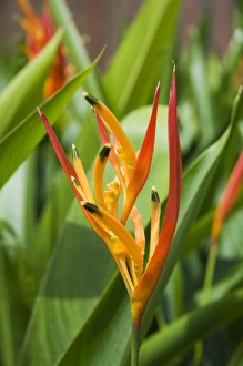Bird Of Paradise Prints: Type of Bird of Paridise plant, Costa Rica