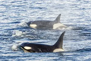 Antarctic Prints: Type A killer whales (Orcinus orca) travelling and socializing in Gerlache Strait near the Antarctic Peninsula