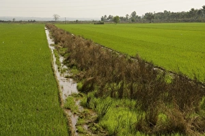 Rice Paddies Prints: Typical agriculture
