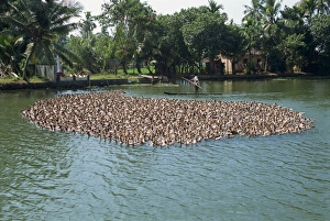 Duck Prints: Typical backwater scene of ducks herded onto rice fields