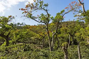 Nicaragua Prints: Typical flowering shade tree Arabica coffee plantation in highlands en route to Jinotega