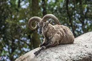 Horns Prints: Typical goat of northern India rests on a rock in the sun in a wildlife reserve