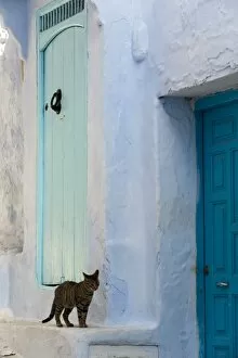 Images Dated 14th November 2009: Typical houses, Chefchaouen, Morocco, North Africa, Africa