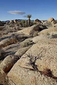 Images Dated 28th February 2010: Typical landscape, Joshua Tree National Park, California, United States of America