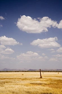Loneliness Prints: Typical landscape with termite mounds, Lower Omo Valley, Ethiopia, Africa