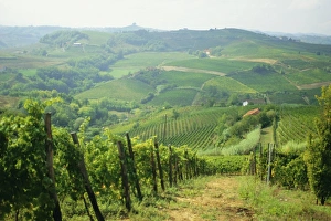 Haze Prints: Typical landscape of vines in the Colli Piacentini