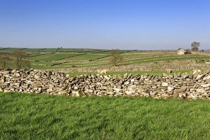 Typical spring landscape of barn, sheep, fields, dry stone walls and hills, Litton