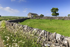 Barn Prints: Typical spring landscape of country lane, dry stone walls, tree and barn, May, Litton