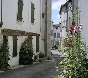 Shutters Prints: Typical street scene with Hollyhocks, St