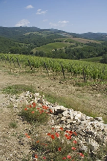 Wonderful Prints: Typical Tuscan view around the area of Lamole