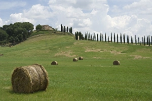 Images Dated 12th January 2000: Typical view of the Tuscan landscape