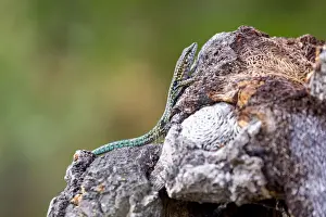 Corsica Prints: Tyrrhenian Wall Lizard on a rock near Santa Giulia beach, Corsica, France, Mediterranean