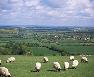 Oxfordshire Prints: Uffington and the Vale of the White Horse, south Oxfordshire, England, United Kingdom