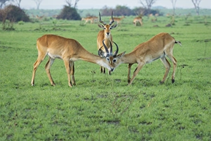 Three Animals Prints: Ugandan Kob (Kobus Kob), Uganda, Africa