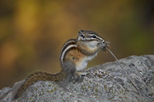 National Forest Prints: Uinta chipmunk (Tamias umbrinus) eating