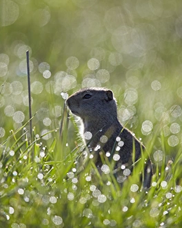 Uinta ground squirrel (Urocitellus armatus), Yellowstone National Park, Wyoming, United States of America, North America