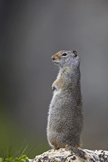Uinta Ground Squirrel (Urocitellus armatus), Yellowstone National Park, Wyoming