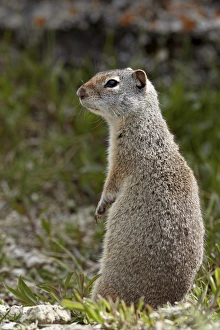 Uinta ground squirrel (Urocitellus armatus), Yellowstone National Park, Wyoming, United States of America, North America