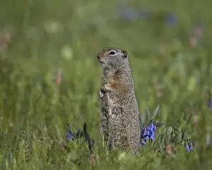 Uinta Ground Squirrel (Urocitellus armatus) among Mountain Bluebell (Mertensia ciliata), Yellowstone National Park, Wyoming, United States of America, North America