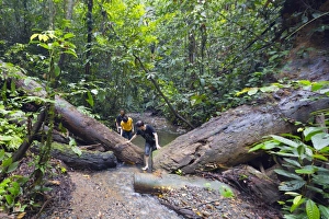 Borneo Prints: Ula Temburong National Park, Brunei, Borneo, Southeast Asia, Asia