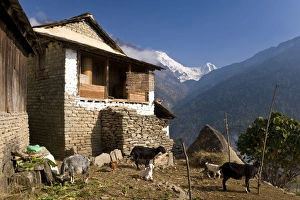 Farm Land Prints: Ulleri Village, 2080 metres, Annapurna Himal, Nepal, Himalayas, Asia