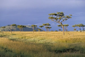 Images Dated 29th August 2008: Umbrella acacia trees