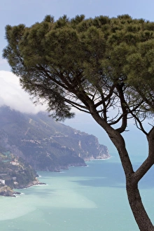 Ravello Prints: Umbrella pine and the Amalfi Coast from Villa Rofolo in Ravello