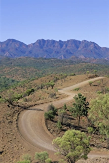 Outback Prints: Umbrella wattles, Bunyeroo Valley, Flinders Range, South Australia, Australia