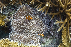 Orange Colour Prints: Underwater clownfish in anemone at Pulau Setaih Island, Natuna Archipelago, Indonesia