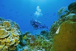 Images Dated 5th August 2008: Underwater diver and corals
