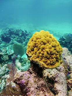 Sustainable Prints: Underwater photo taken during the Hol Chan Marine Reserve