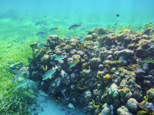 Cozumel Prints: Underwater photo taken during the Palancar Gardens