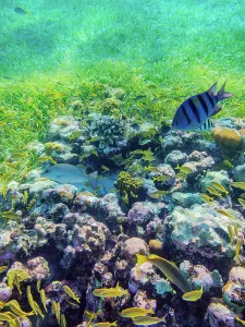 Quintana Prints: Underwater photo taken during the Palancar Gardens