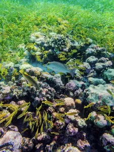 Cozumel Prints: Underwater photo taken during the Palancar Gardens