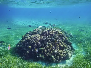 Cozumel Prints: Underwater photo taken during the Palancar Gardens
