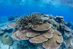 Underwater profusion of hard plate corals at Pulau Setaih Island, Natuna Archipelago